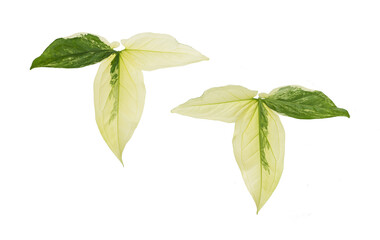Syngonium Podophyllum Albo Variegated leaves on white background