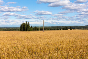 Russia Perm region forest landscape on a cloudy summer day