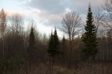 Russia Perm region taiga in autumn