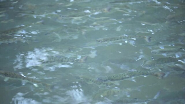 泳ぐヤマメの群れ