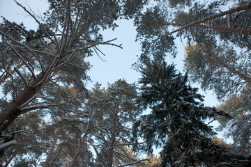 Russia Perm region winter taiga