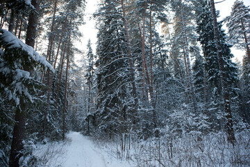 Russia Perm region winter taiga