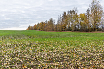 Obraz premium A field of young green wheat with scattered yellow leaves surrounded by trees in the background in autumn.