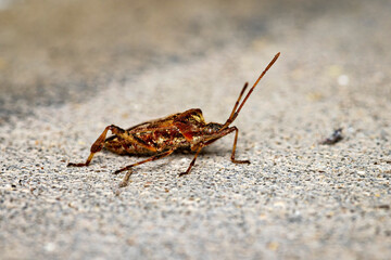 An American conifer seed bug