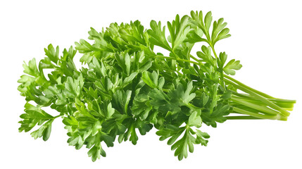 Parsley on a transparent background. isolated background.