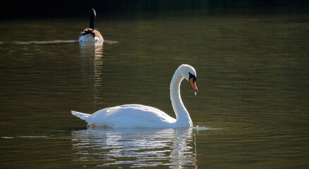 Swan perching in wetland of a lake