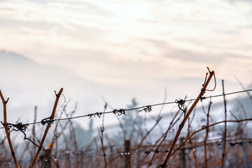 Closeup of bare grapevines in a winter vineyard, silhouetted against a soft foggy sky, symbolizing calmness, the dormant season. Blurred background. Soft focus. Copy space
