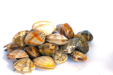 Clams on white background. Seafood.