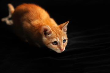 The Curious Cat
Focused and curious, a ginger kitten crouches against a dark background, its wide...