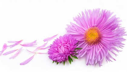Fototapeta premium Closeup of Blooming Aster Flowers and Petals Isolated on White Background. Top View of Flower with Empty Space.