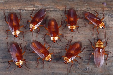 Collection of Vibrant Cockroaches on Weathered Wooden Surface