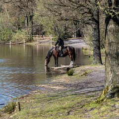 horse and rider in the lake