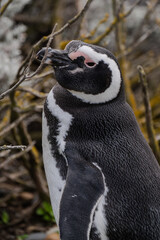 Pinguino Magallánico - Spheniscus Magellanicus