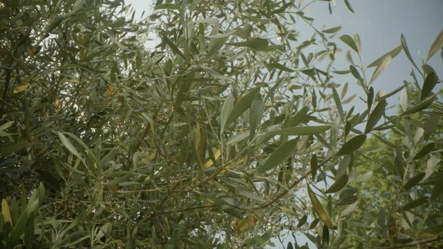 Macro shot of the green leaves of a century-old olive tree in the sun, Provence, France