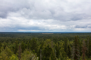 Russia Perm region taiga on a cloudy summer day