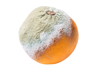 Rotten orange isolated on white background
