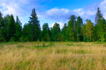 Russia Perm region taiga on a cloudy summer day