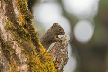 Squirrel on Mossy Tree Branch