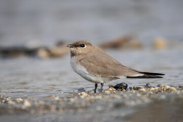 Small brown bird by the water's edge