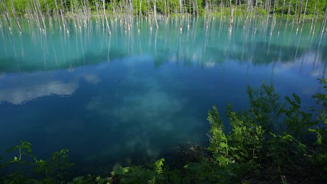 初夏の青い池