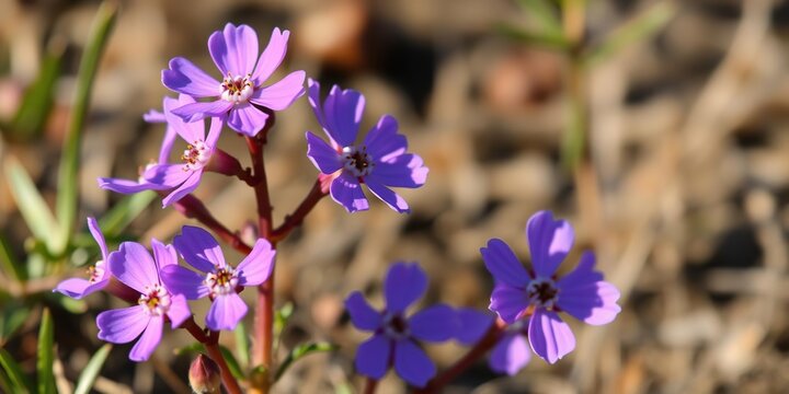 Purple saxifrage blooms in the short Arctic summer sunlight, its delicate petals unfolding like tiny wings, nature, botanical
