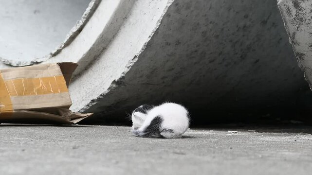 a poor abandoned one-eyed kitten groans and crawls with difficulty by the roadside