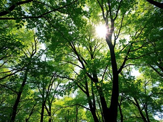 Obraz premium Dappled sunlight filtering through forest canopy, sunbeams, forest, soft focus