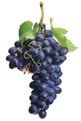 Bunch of grapes isolated