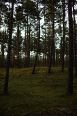 Sunset in a pine forest