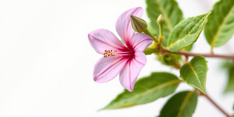 Fototapeta premium Pink flower with green leaves bud and stem in close-up on white background, stem, plant