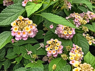 flowers in the garden