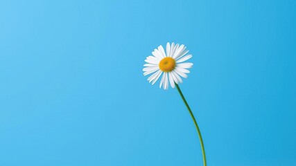 A delicate daisy flower placed in front of a large blue rectangle with subtle texture, contemporary art, simple composition