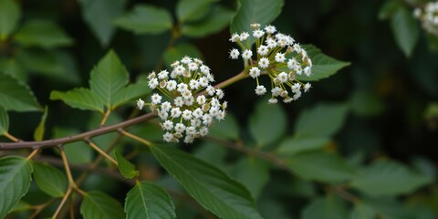 A branch with multiple tiny white elderberry flowers in full bloom surrounded by lush green leaves, nature, outdoors