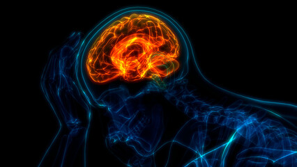 Central Organ of Human Nervous System Brain Anatomy