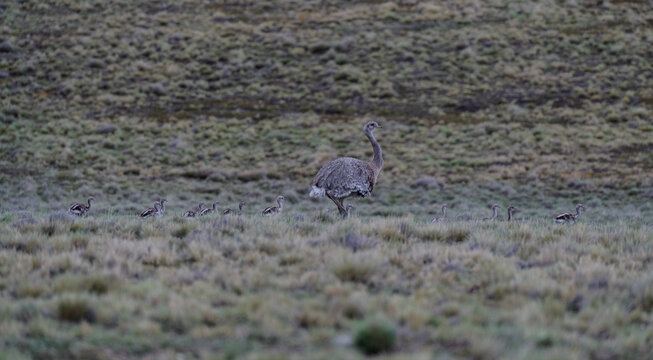 &Ntilde;and&uacute; de Darwin - Choique - Patagonia
