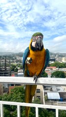 blue and yellow macaw © Antonieta