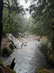 stream in the forest
