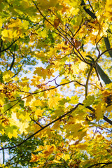 Camera looks up and moves slowly under trees. Tree branches and leaves against blue sky. High quality FullHD footage