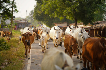 Village Cattle Herding Scene, Cows on Village Pathway, Rural Livestock Movement, Indian Village Cattle Herd, Cattle Grazing in Countryside, Traditional Rural Herding, Life in Indian Village. 

