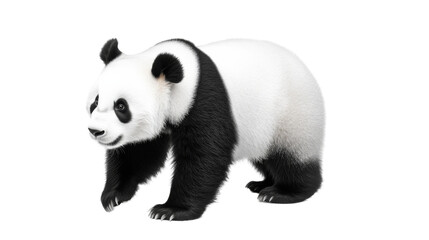 Obraz premium The giant panda moves gracefully, its striking black and white coat contrasting with a peaceful backdrop, embodying the charm of wildlife