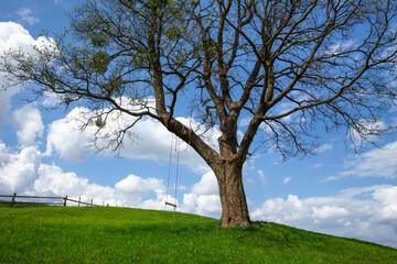 Tree Swing on Green Hill Under Blue Sky in European Countryside During Spring