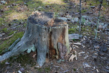 Old pine stump. In the coniferous forest there grew a tall tree, which was cut down many years ago. All that was left of tree was a low stump, which had turned gray with time and was covered with moss