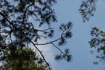 Sky above the pine trees. Summer day in the forest. Blue sky with clouds above the tops of tall...