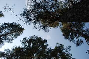 Sky above the pine trees. Summer day in the forest. Blue sky with clouds above the tops of tall pine trees. The trees have long brown trunks with curved branches on which green needles and cones grow.