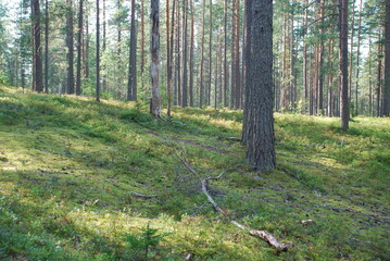 Coniferous forest in summer. Middle-aged coniferous forest with pine and spruce trees. The trees have brown trunks and long branches with green needles. Blueberries, lichen and moss grow below.