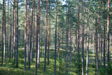 Coniferous forest in summer. Middle-aged coniferous forest with pine and spruce trees. The trees have brown trunks and long branches with green needles. Blueberries, lichen and moss grow below.