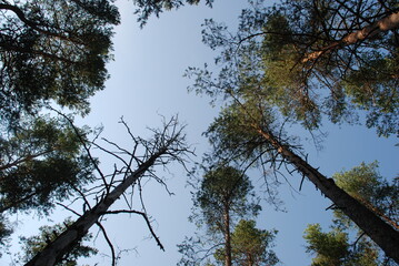 Sky above the pine trees. Summer day in the forest. Blue sky with clouds above the tops of tall pine trees. The trees have long brown trunks with curved branches on which green needles and cones grow.