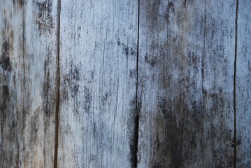 The trunk of an old pine tree. The old pine tree growing in the forest dried up and died, the bark...