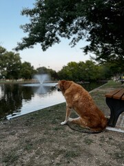 Dog by the pond