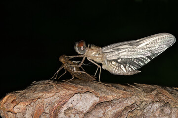 Dragonfly emerging from nymph exuvia at night insect nature Springtime.  © Brett